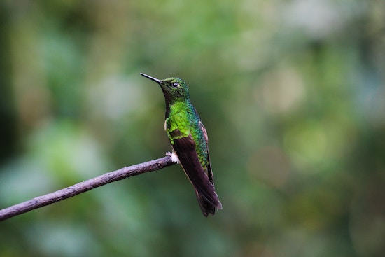 petits gestes colibri