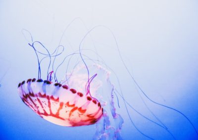 Bien vivre son hypersensibilité : oui, c’est possible !