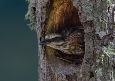 Une semaine sans Facebook : ce que j’en retiens (Quitter les réseaux sociaux #3)