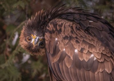 Ne jamais abandonner… ? Mais quelle connerie